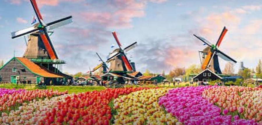 Moinhos de vento e campos de tulipas coloridas nos Países Baixos